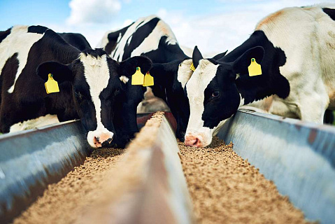Виды кормов в рационе кормления стельных коров